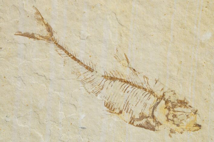 Juvenile Fossil Fish (Diplomystus) - Wyoming #320194